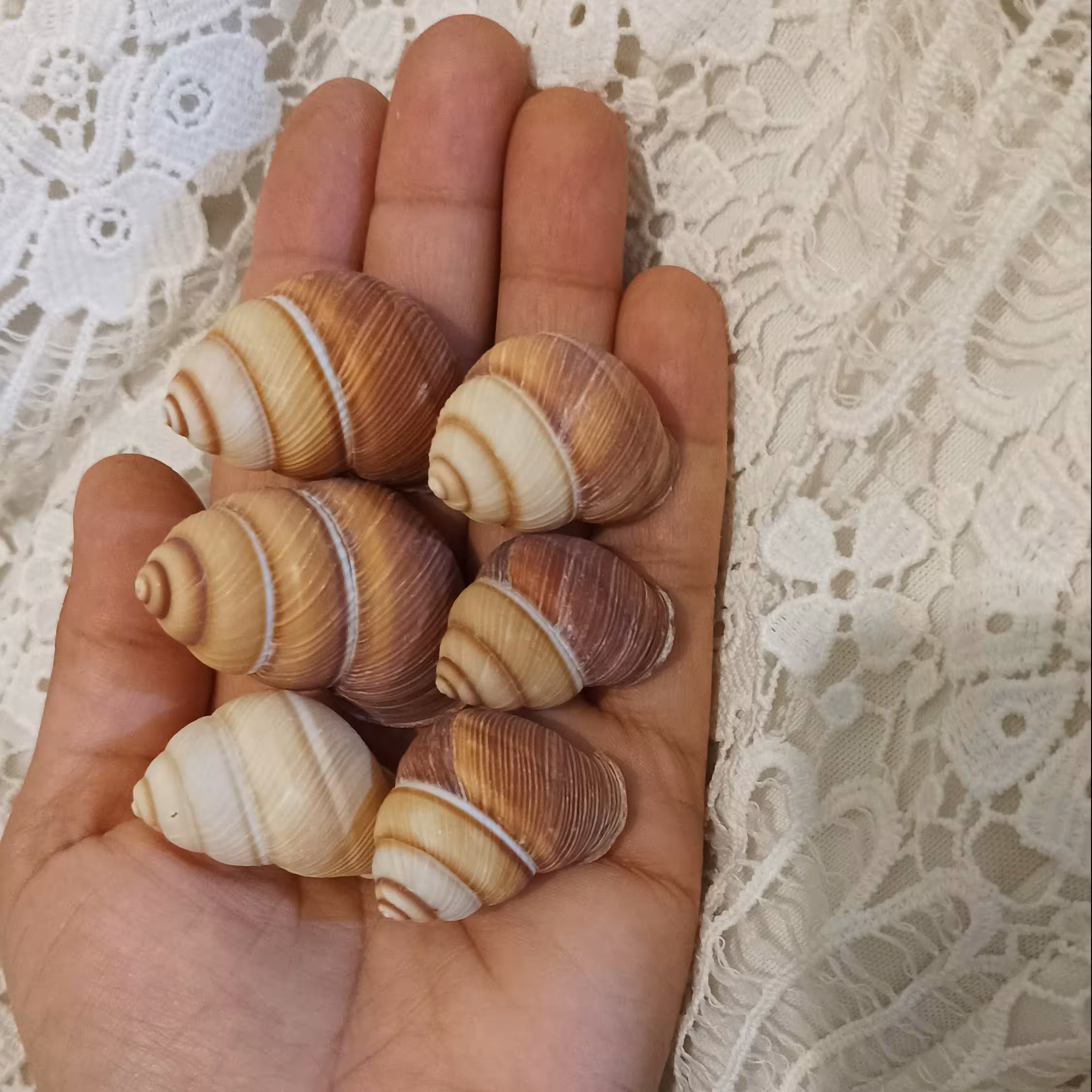 حلزونی  زیبا با رنگی کاملا طبیعی مناسب کارهای هنری