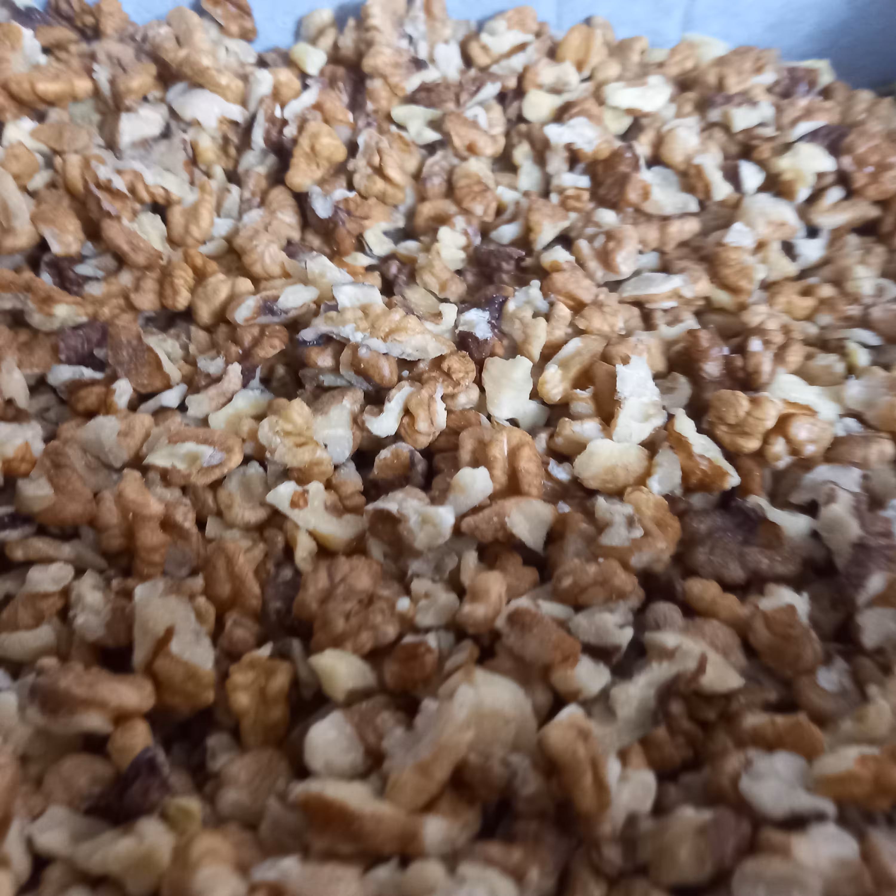 گردو دندانه