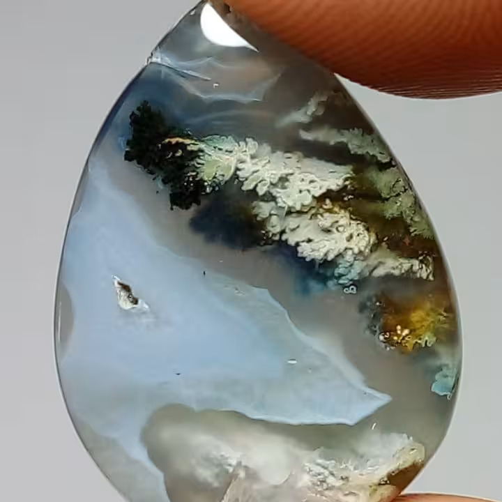 شجر بسیار زیبا 