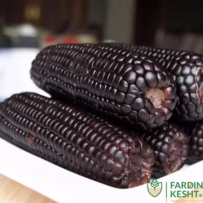 بذر ذرت مشکی مونتانو ارگانیک آمریکایی بسته 5 عددی