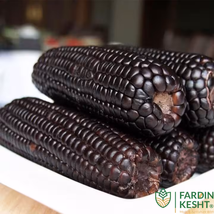 بذر ذرت مشکی مونتانو ارگانیک آمریکایی بسته 5 عددی