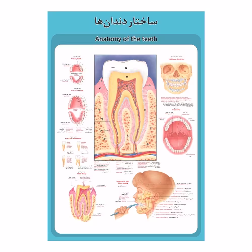 پوستر آموزشی ساختار آناتومی دندان ها