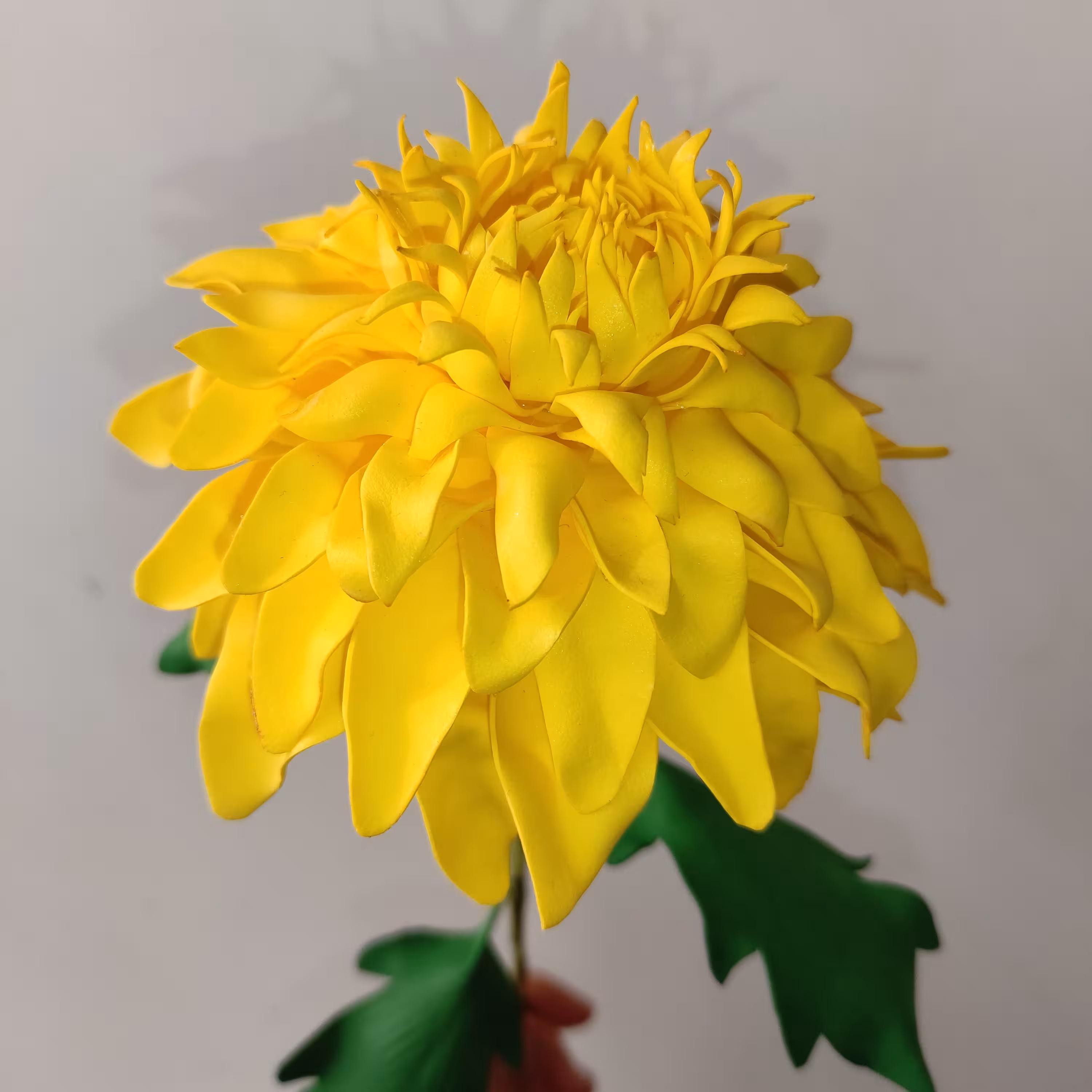 گل داوودی کد 1