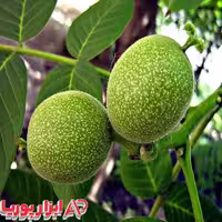 نهال گردو چندلر – نهالستان شاهسون
