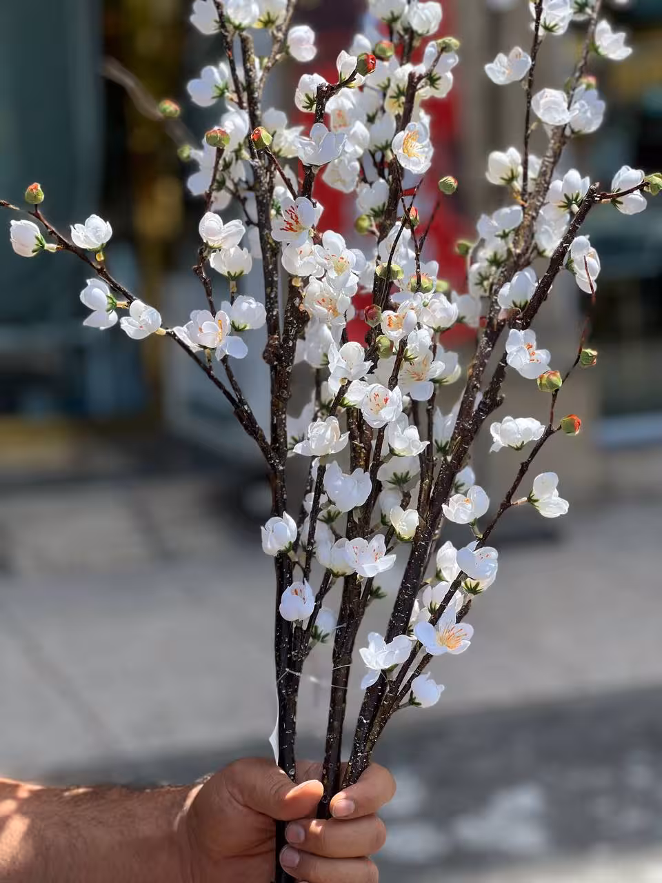 شکوفه ژاپنی گیلاس سفید وارداتی