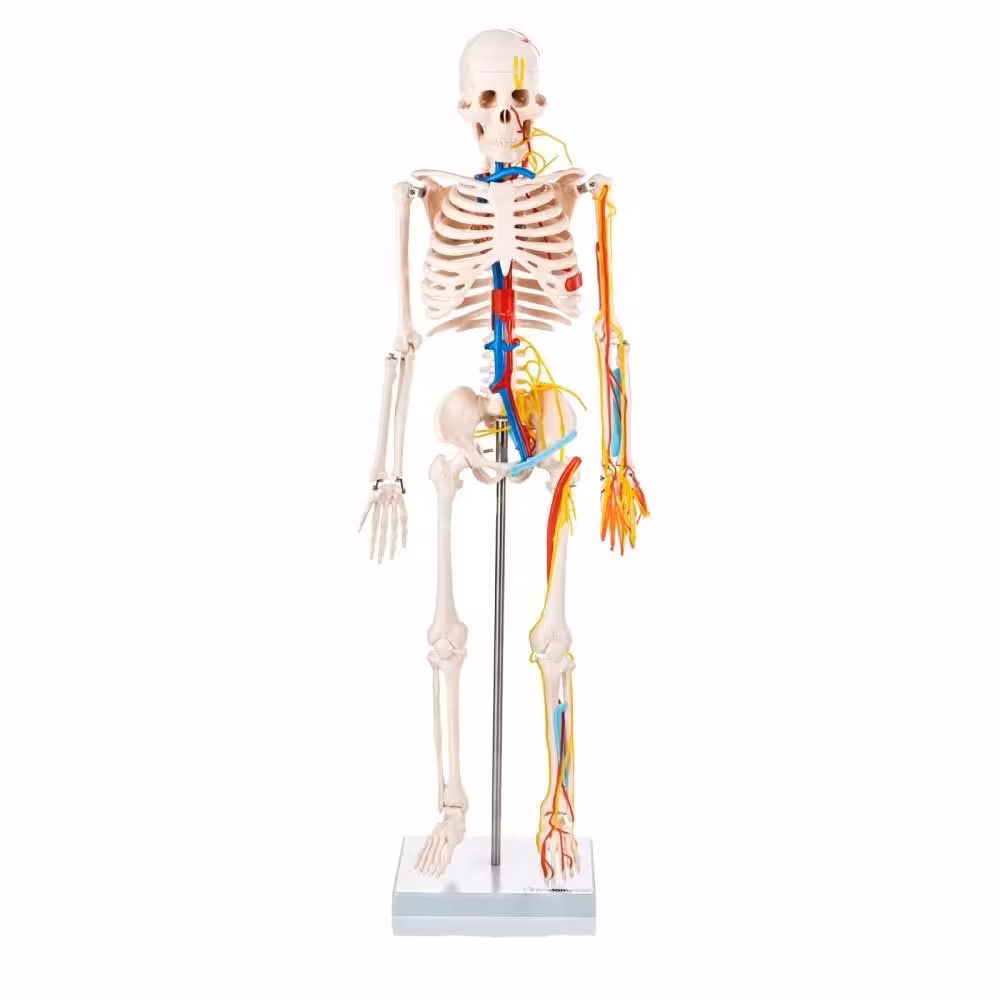 مولاژ اسکلت انسان با قلب و عروق 85cm