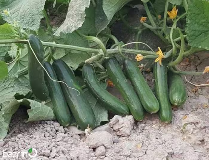 بذر خیار سبز بوته ای F1