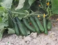بذر خیار سبز بوته ای F1