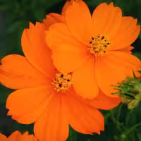 بذرگل ستاره ای نارنجی