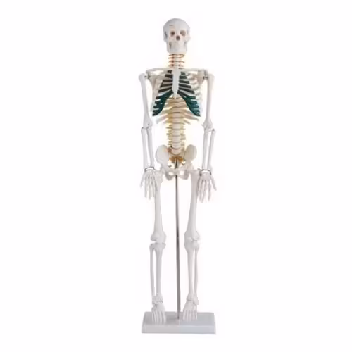 مولاژ اسکلت قفسه رنگی