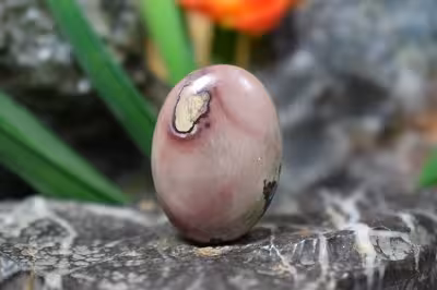 جاسپر پوست پلنگ