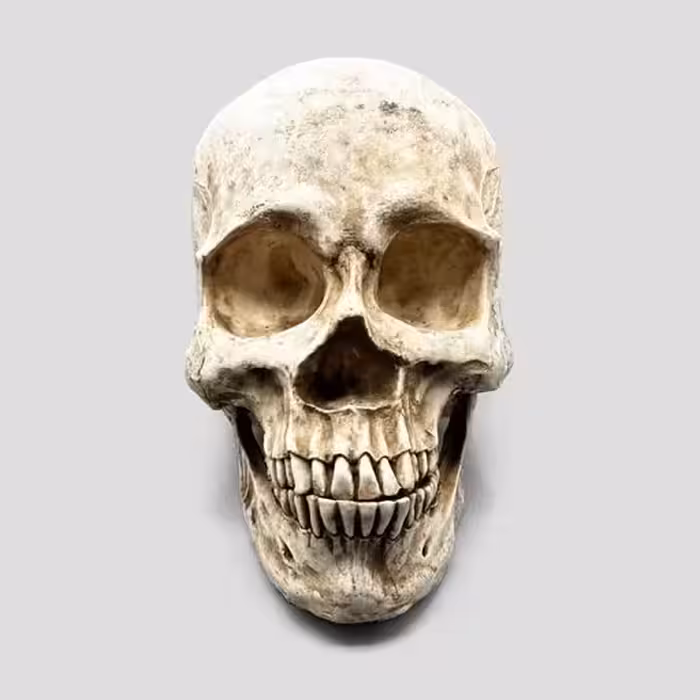 مجسمه جمجمه انسان بزرگ