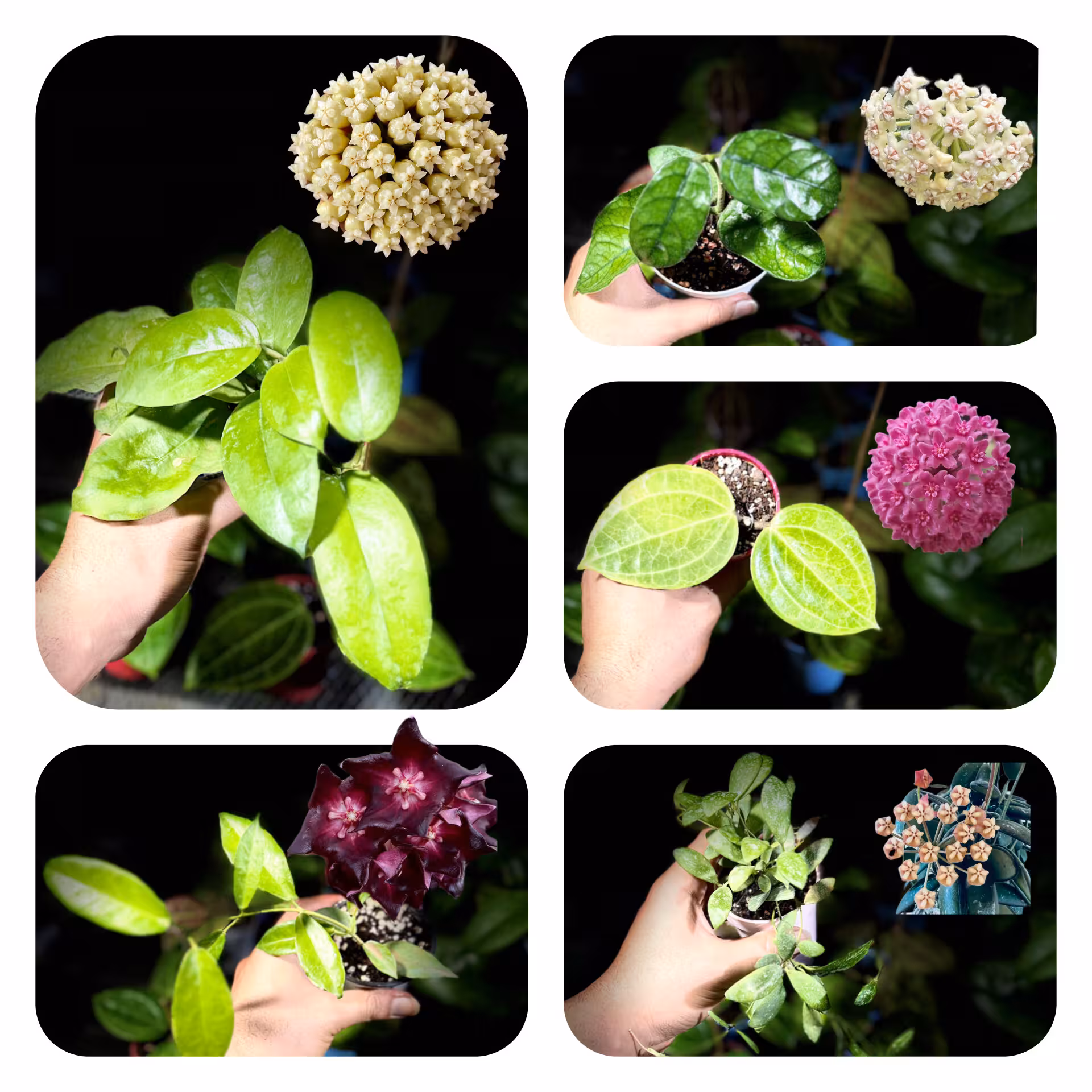 پکیج سوم جشنواره آبان