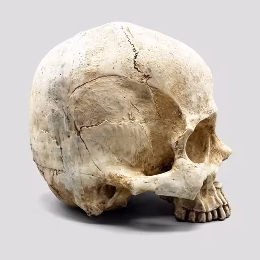 مجسمه جمجمه انسان بزرگ (بدون فک)