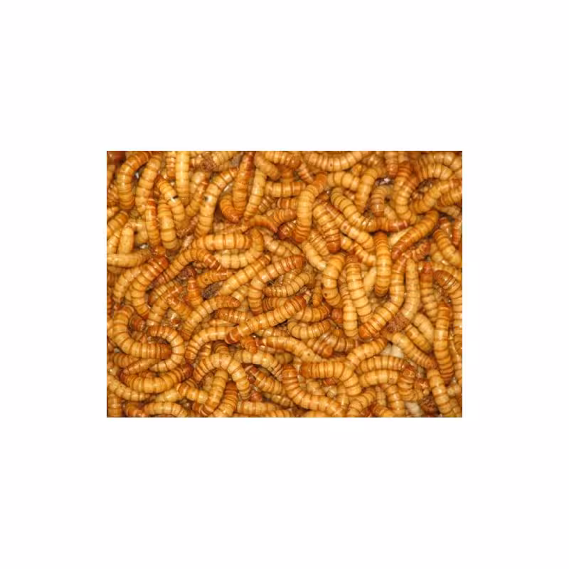 کرم میل ورم mealworm(هزینه ارسال به عهدی مشتری)