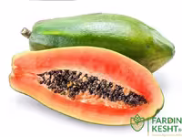 بذرپاپایا هیبرید رد لیدی فوق پربار تایوانی 786 بسته 4 عددی
