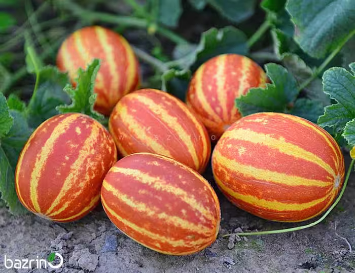 بذر دستنبو