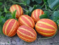 بذر دستنبو