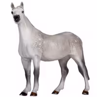 خرید فیگور اسب تروتر Orlov Trotter Figure MOJO
