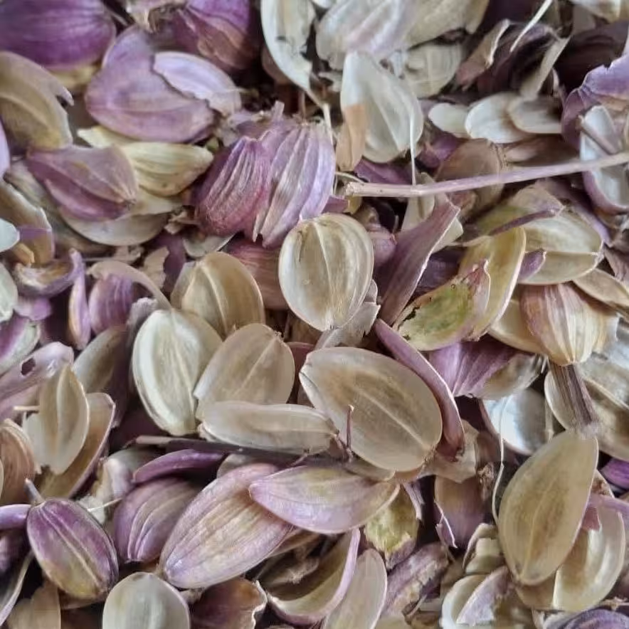 بذرشیرین طبس