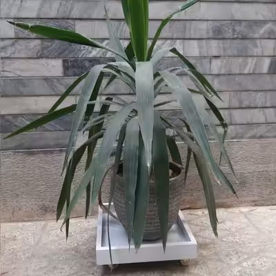 زیرگلدانی مدل چرخدار کد PVC