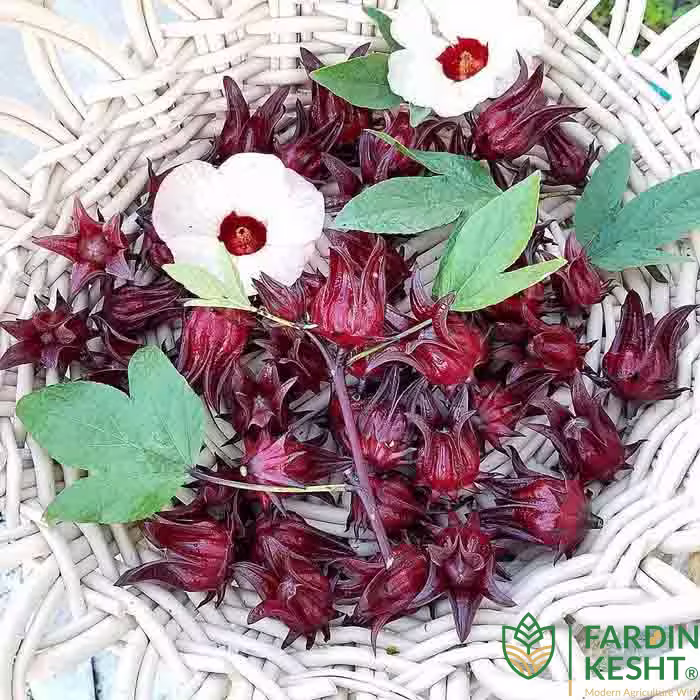 بذر چای ترش قرمز یا رز چینی بسته 50 عددی