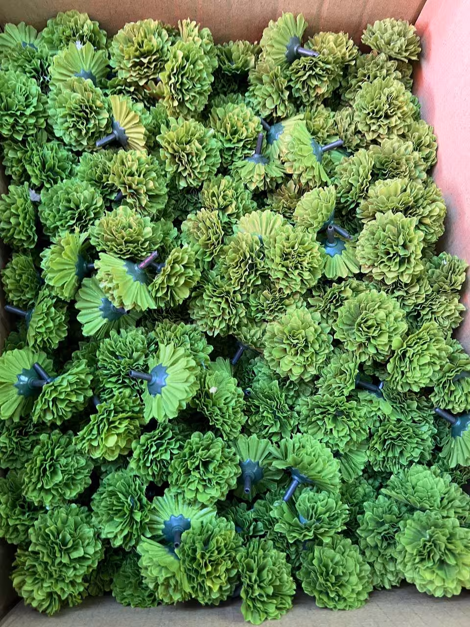 سرگل بدون ساقه میخک سبز (سایزکوچک) 10عددی