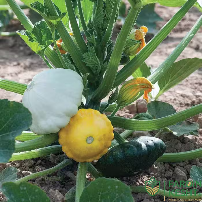 بذر کدو ستاره ای رنگارنگ بسته 10 عددی