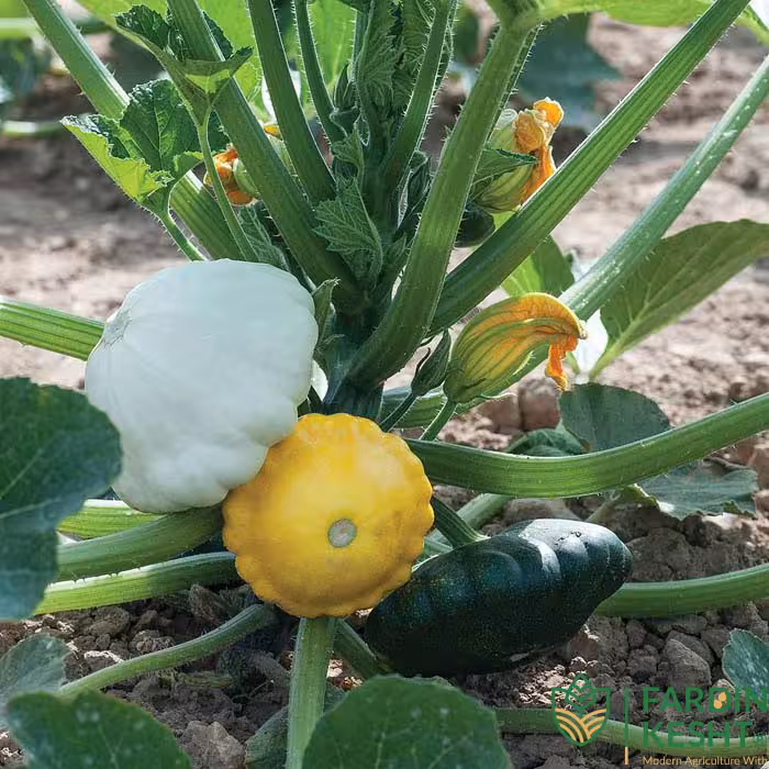 بذر کدو ستاره ای رنگارنگ بسته 10 عددی