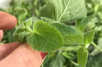 بذر بوانجیر یا بونجیل