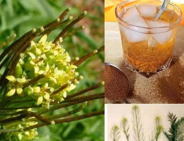 خاکشیر درجه یک  (100گرمی)