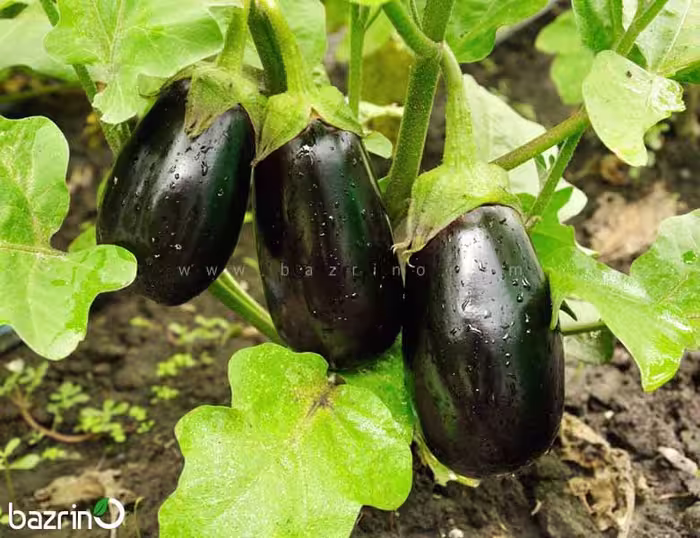 بذر بادمجان دلمه ای مشکی