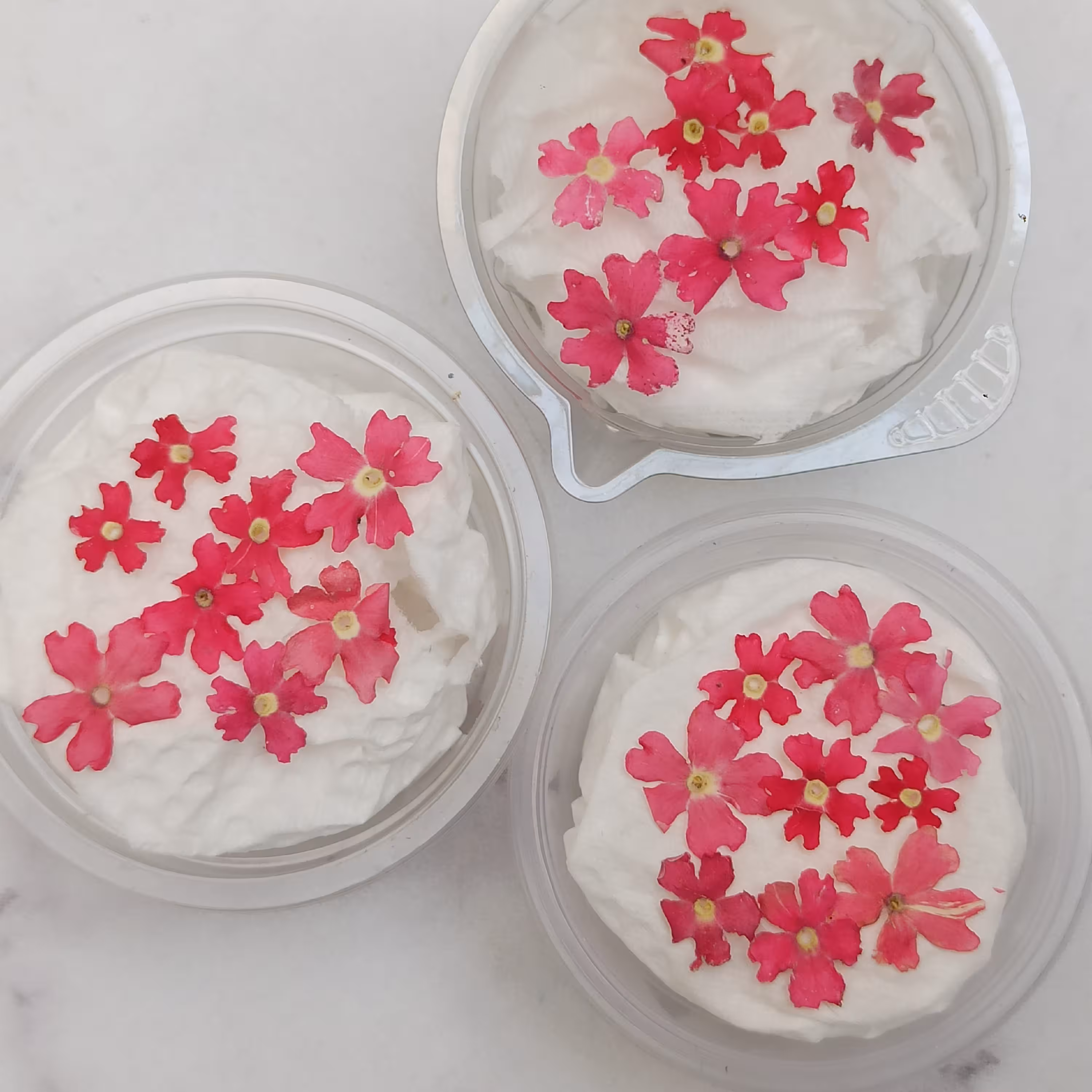 گل خشک شاهپسندی صورتی  پک 8 عددی 