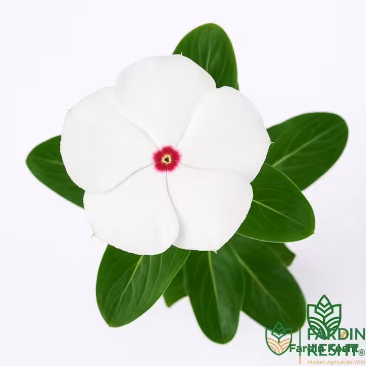 بذر گل پریوش پاسیفیکا سفید آمریکایی مقاوم به گرما بسته 10 عددی