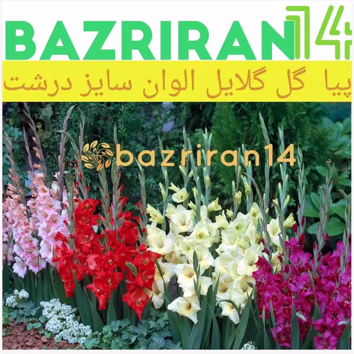 پیاز گل گلایل سفید باکیفیت و درشت بسته 3 عددی