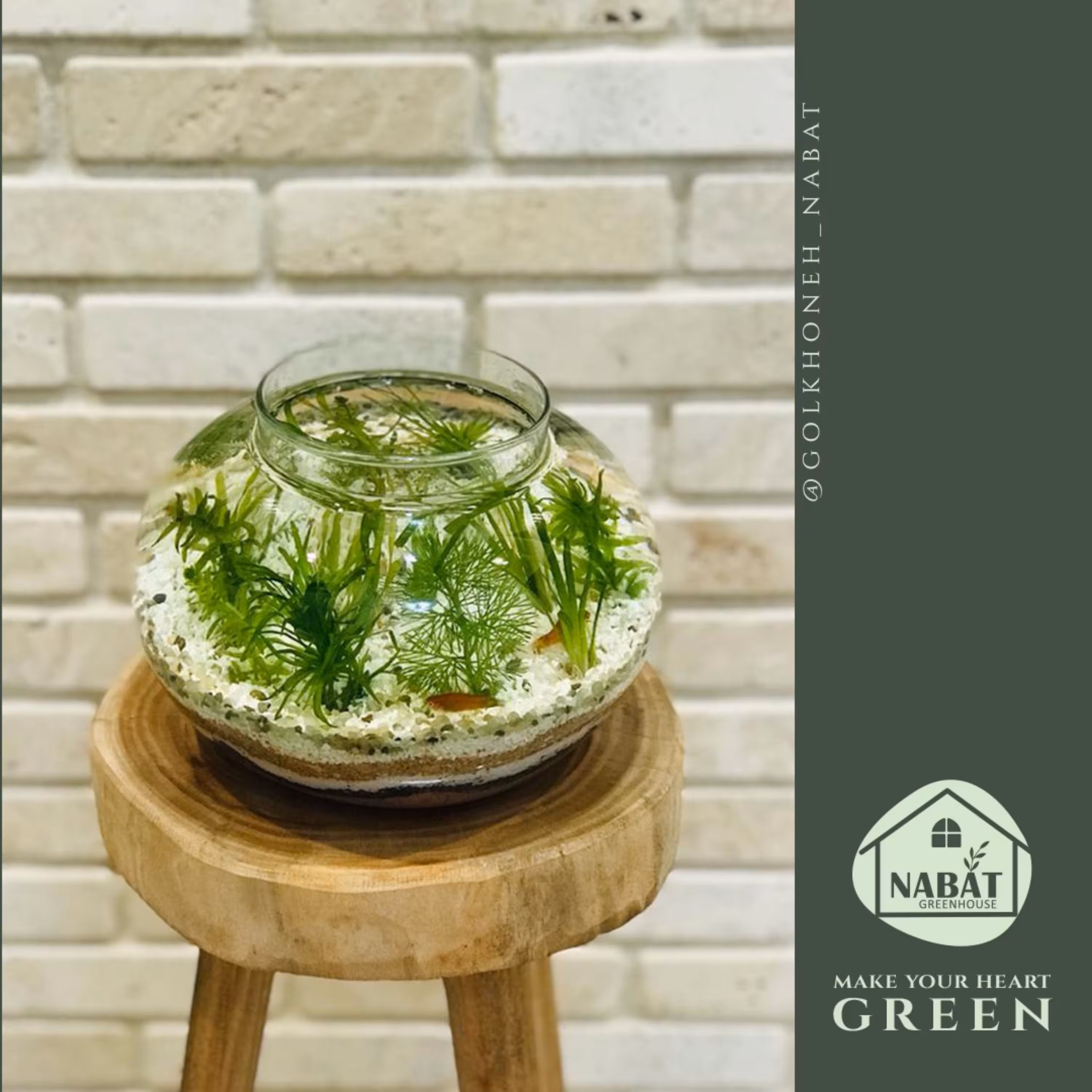 تراریوم شیشه ای مدل گوی لبه دار