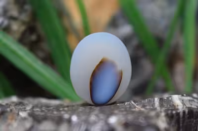 عقیق شجر برزیل