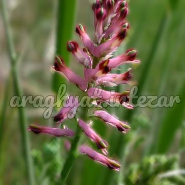 عرق گیاهی شاتره یک لیتری