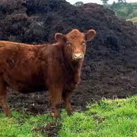 کود گاوی بومی محلی طبیعی(خریداریم و فروشنده)-عمده و جزئی