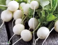 بذر ترب سفید گرد