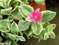 بذر گل ناز یخی الوان