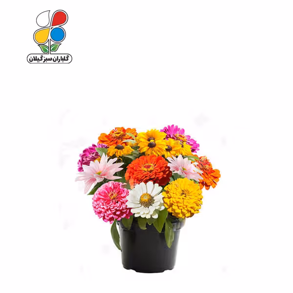 بذر گل آهار بسته 3 عددی