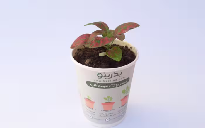 پک آماده کاشت گل سنگ