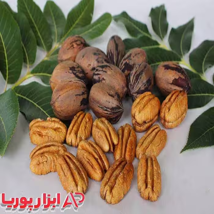 نهال گردو پکان آمریکایی