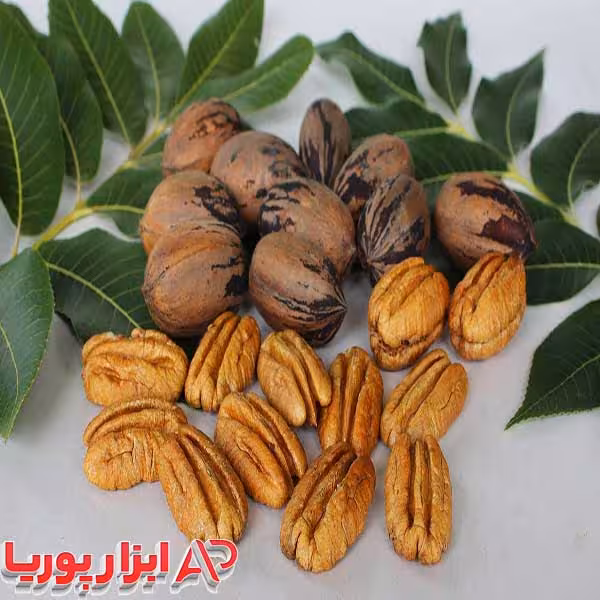 نهال گردو پکان آمریکایی