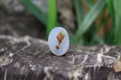 عقیق شجر برزیل