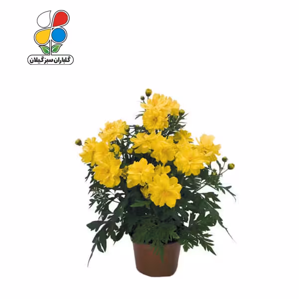 بذر گل ستاره ای بسته بندی بزرگ