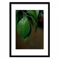 قیمت و خرید تابلو دکوراتیو مدل عکاسی کلوزآپ برگ کد 0983