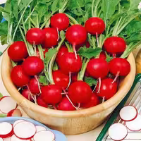 بذر تربچه ساکسا ایتالیا