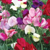 بذر گل نخودی هلندی رنگارنگ